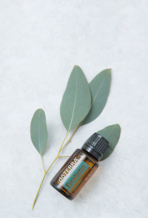 Картинка Смесь эфирных масел dōTERRA Эвкалипт (из 5-ти уникальных видов), Eucalyptus, 15 мл от магазина dōTERRA