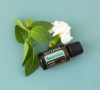 Картинка Эфирное масло dōTERRA Садовая мята, Spearmint, 15 мл от магазина dōTERRA