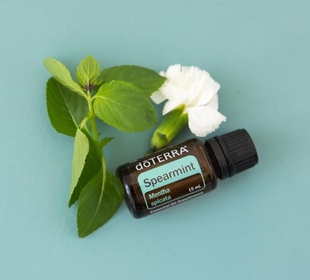 Картинка Эфирное масло doTERRA Садовая мята, Spearmint, 15 мл от магазина dōTERRA