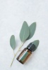Картинка Смесь эфирных масел dōTERRA Эвкалипт (из 5-ти уникальных видов), Eucalyptus, 15 мл от магазина dōTERRA