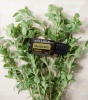 Картинка Эфирное масло dōTERRA Майоран, Marjoram, 15 мл от магазина dōTERRA
