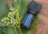 Картинка «Дип Блю» успокаивающая смесь эфирных масел для массажа, doTERRA Deep Blue, 5 мл от магазина dōTERRA