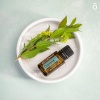 Картинка Эфирное масло dōTERRA Кипарис, Cypress, 15 мл от магазина dōTERRA