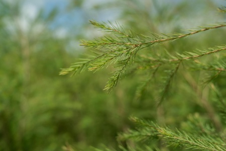 Картинка Эфирное масло doTERRA Чайное дерево, Tea Tree, 15 мл от магазина dōTERRA