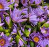 Картинка dōTERRA Touch Голубой лотос, Blue Lotus, роллер 10 мл от магазина dōTERRA