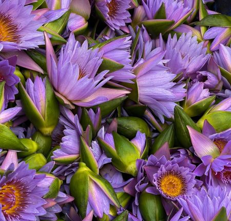 Картинка dōTERRA Touch Голубой лотос, Blue Lotus, роллер 10 мл от магазина dōTERRA
