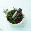 Картинка Эфирное масло dōTERRA Сибирская пихта, Siberian Fir, 15 мл от магазина dōTERRA