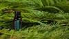 Картинка Эфирное масло dōTERRA Кипарис, Cypress, 15 мл от магазина dōTERRA
